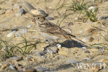 Lapland Bunting (S.Allen)