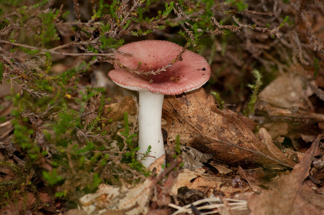 File:20100826- DSC4841.jpg