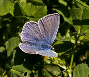 Common Blue
