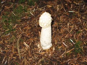 Stinkhorn