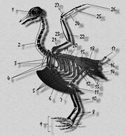 Bird skeleton