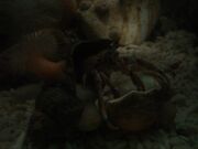 Hermit Crab