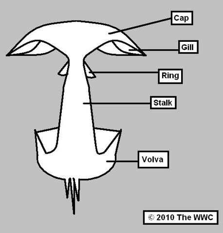 File:Mushroom.jpg