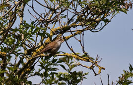 Cetti's Warbler