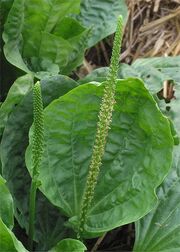 Greater Plantaint
