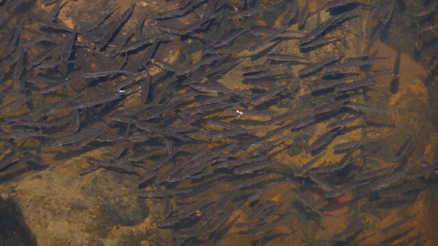 File:Minnows.jpg