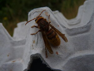 Hornet