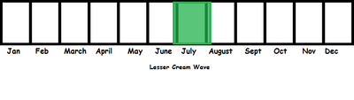 Lesser Cream Wave TL