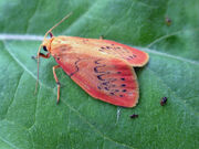 Rosy footman