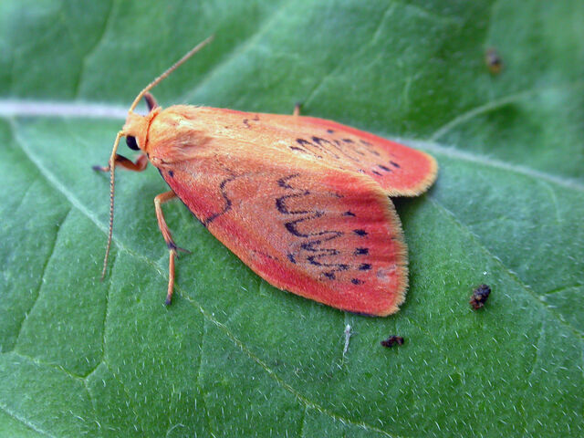 File:Rosy footman.jpg