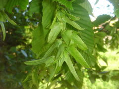 Hornbeam Seeds
