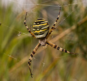 Wasp Spider