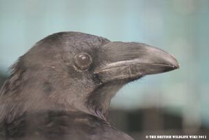 Raven Head