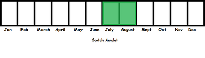 Scotch Annulet TL