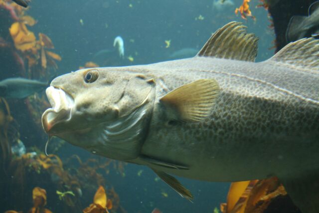File:Gadus morhua 2.jpg
