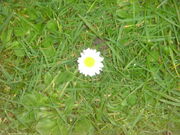 Daisy