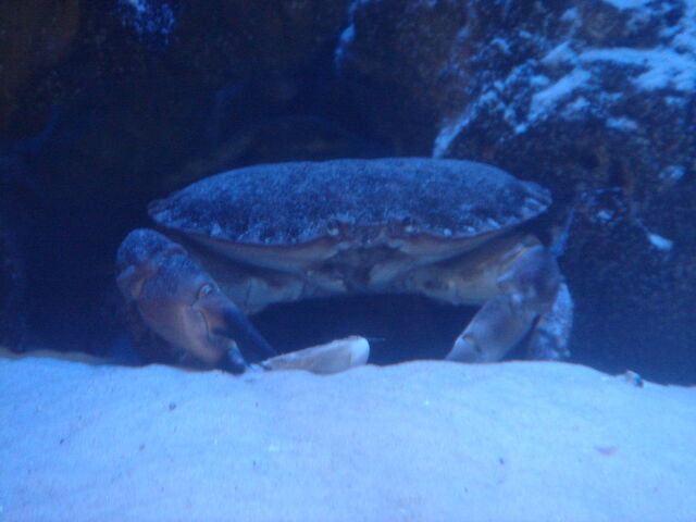 File:Edible Crab.jpg