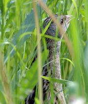 510px-Corncrake