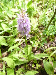 Common Spotted-Orchid