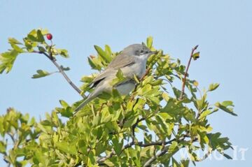 Lesser Whitethroat (S.Allen)