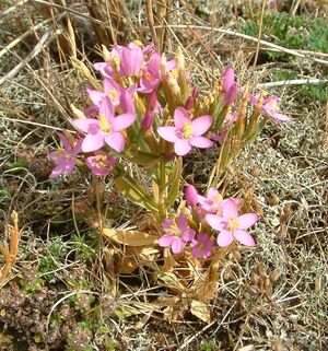 Centaurium erythraea