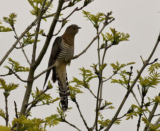 Cuckoo