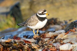 Ringed Plover (S.Allen)
