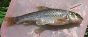 Gudgeon from small stream