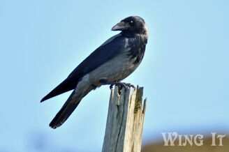 Hooded Crow (S.Allen)