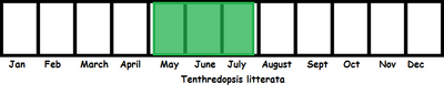 Tenthredopsis litterata TL