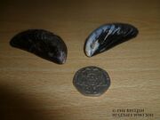 Common Mussel