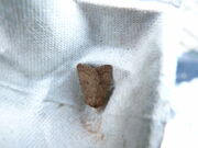 Hoplondrina blanda ~ Rustic