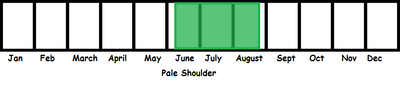 Pale Shoulder TL