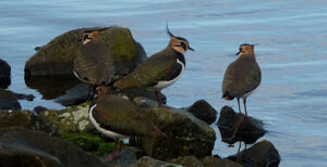Lapwings