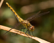 Common Darter