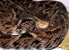 Bothrops asper