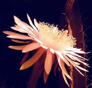 Acantho1