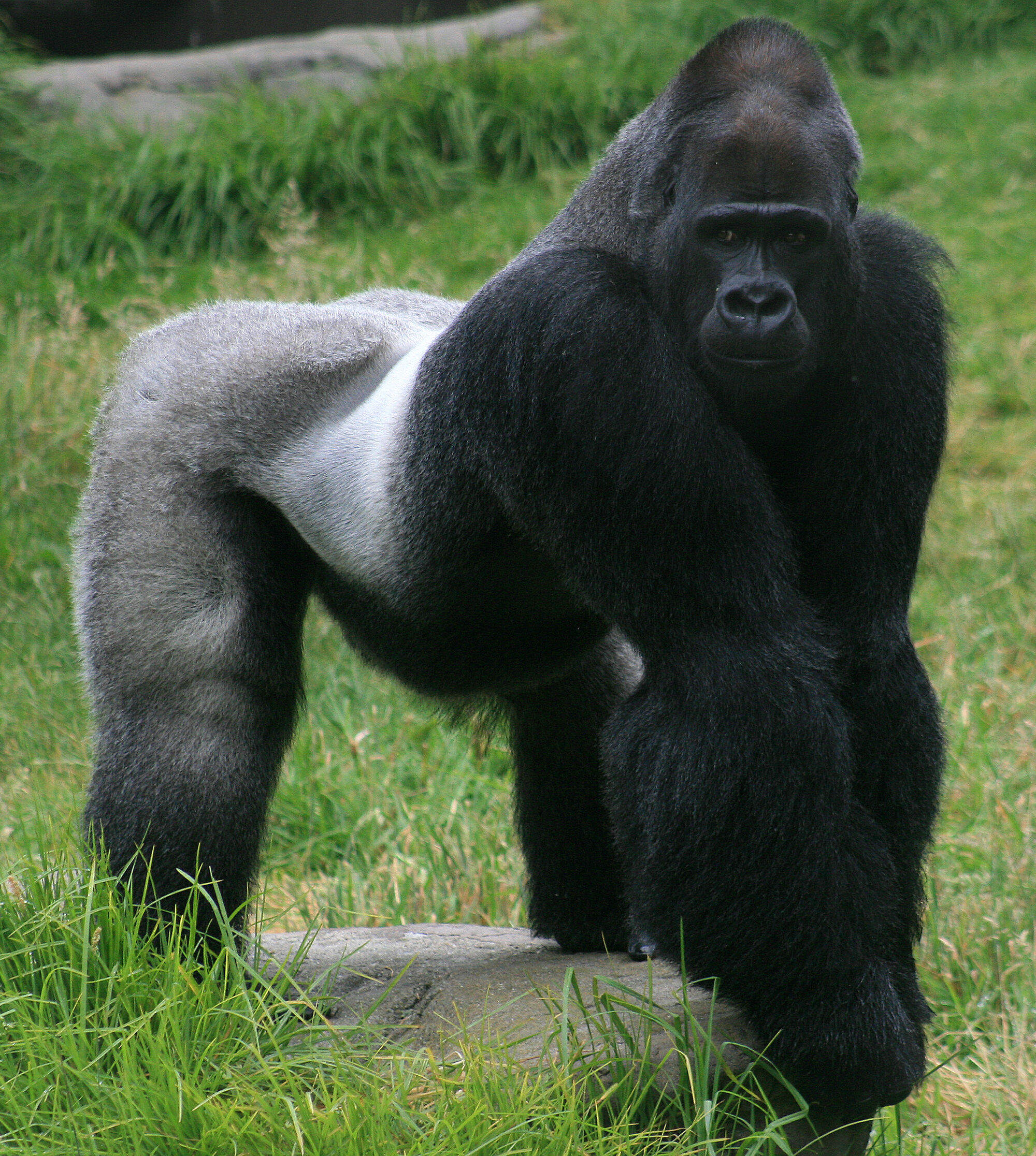 Westlicher gorilla tier lexikon wiki fandom powered by wikia