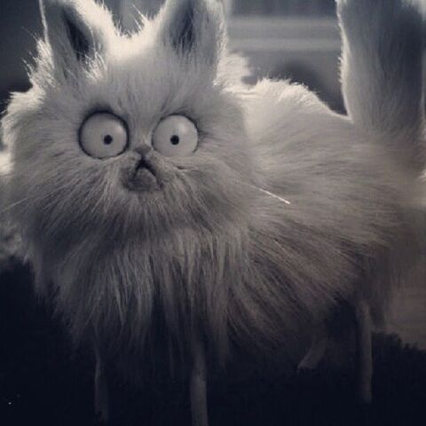 File:Mr.Whiskers.jpg