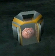 Brain