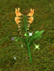 Fritillary Bulb wild