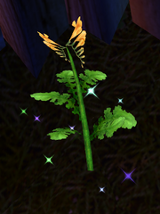 Panax wild