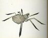 198px-Spider