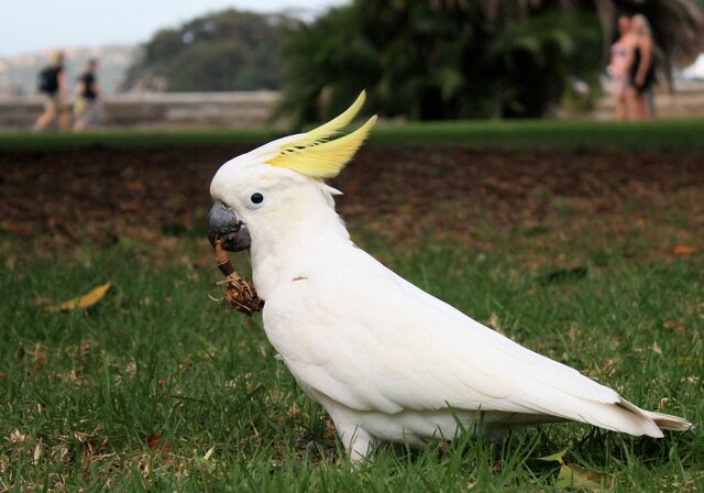 File:Cockatoo.jpg