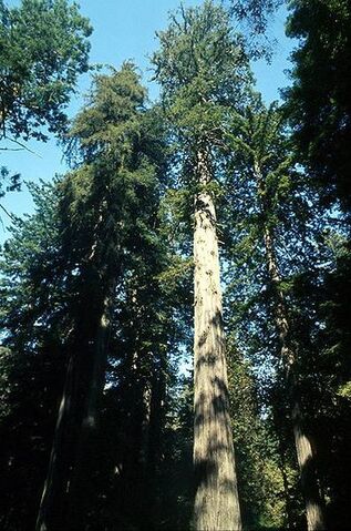 File:397px-Coastal redwood.jpg
