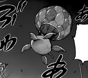 TurtloonUnderside