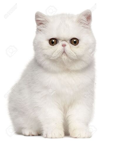 File:8650546-Exotic-Shorthair-kitten-4-months-old-sitting-in-front-of-white-background-Stock-Photo.jpeg