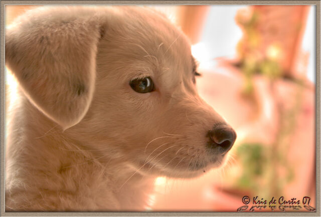 File:Chicca’s Nostalgia-4032.jpg
