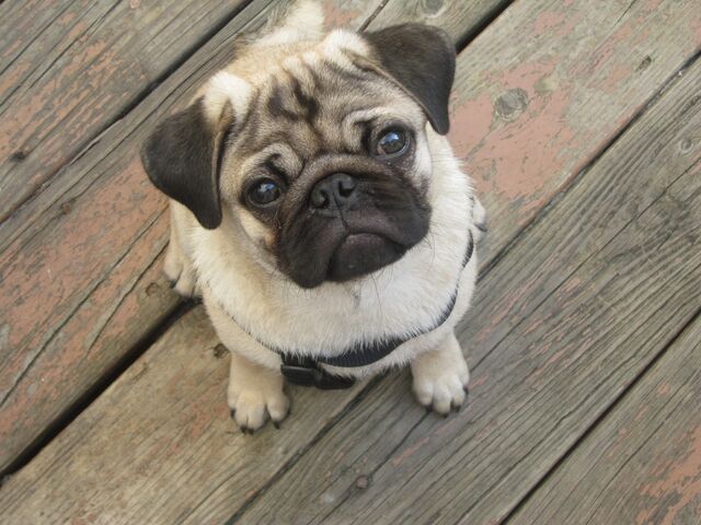 File:Pug-god.jpg