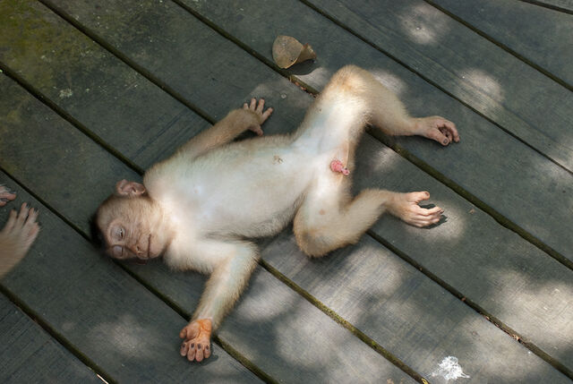 File:Dsc2410.jpeg